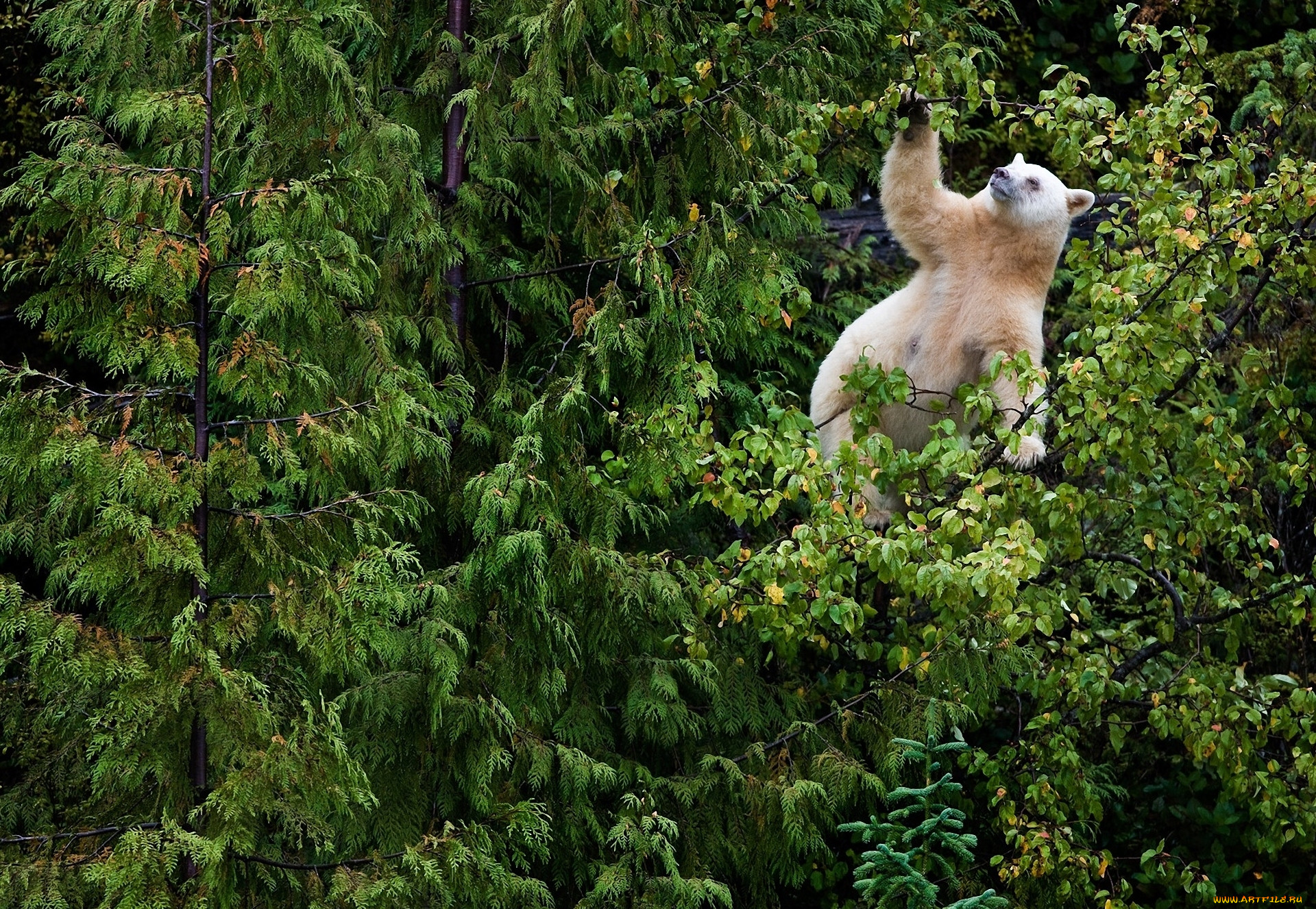 Белый медведь на дереве